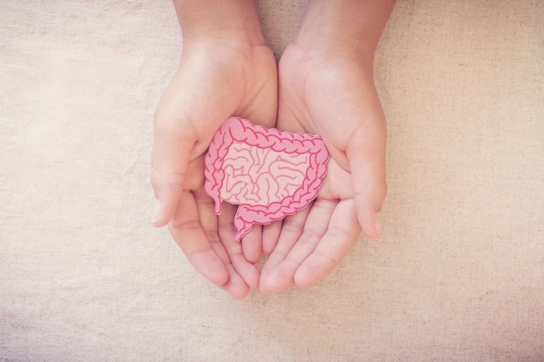 Manos sosteniendo un pequeño intestino humano, representación de una digestión saludable gracias a una alimentación consciente